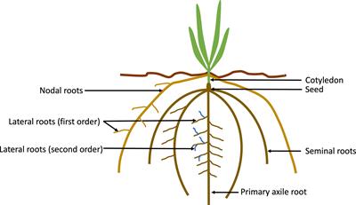 Crop root system plasticity for improved yields in saline soils